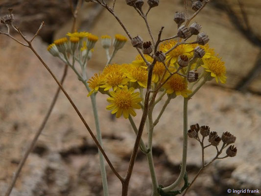 Jacobaea maritima - Weißfilziges Greiskraut (Insel Elba)