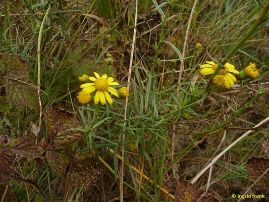 Senecio inaequidens / Schmalblättriges Greiskraut    VII-XI