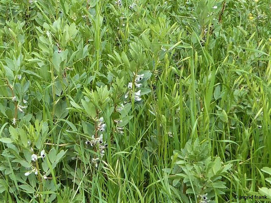 Vicia faba / Saubohne     (03.05.2019; Italien, Toskana, bei Bibbona)