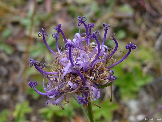Phyteuma hemisphaericum - Halbkugelige Rapunzel    VII-VIII