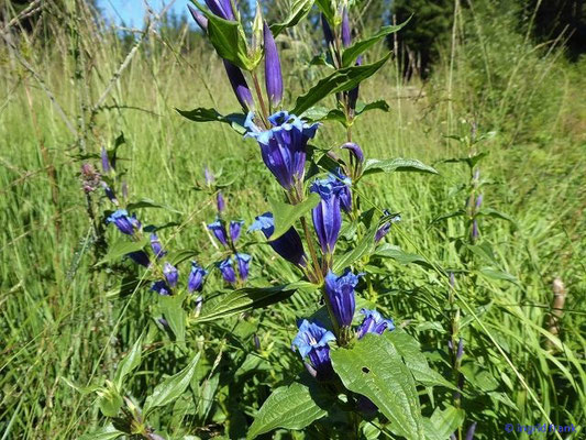 Gentiana asclepiadea - Schwalbenwurz-Enzian