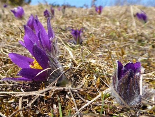 Pulsatilla vulgaris / Gewöhnliche Küchenschelle    (III-)IV-V