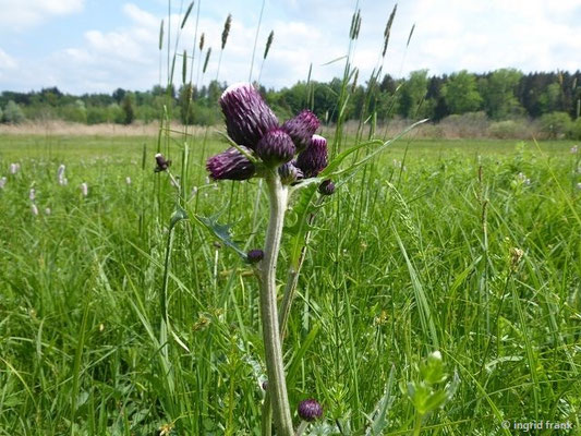 Cirsium rivulare / Bach-Kratzdistel   (13.05.2018; Lochmoos, Altdorfer Wald)