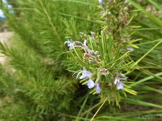Rosmarinus officinalis / Echter Rosmarin    (01.05.2019; Italien, Toskana, Halbinsel Monte Argentario)