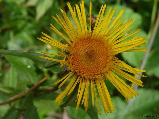 Inula salicina / Weidenblättriger Alant    VI-X