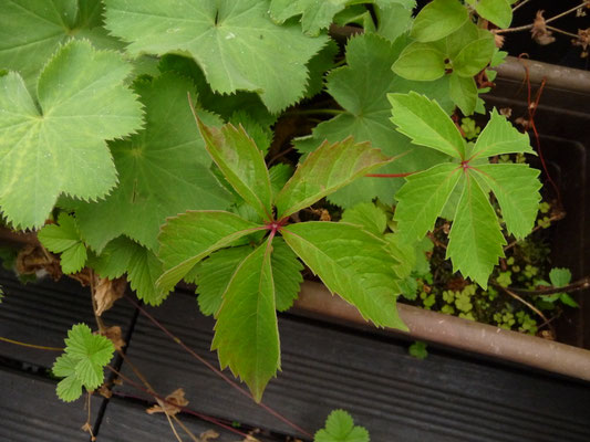 Parthenocissus quinquefolia / Selbstkletternde Jungfernrebe