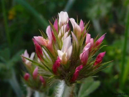 Trifolium stellatum / Stern-Klee    (27.04.2016; Italien, Insel Elba)