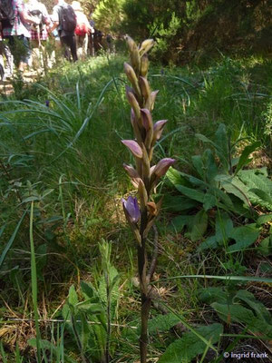 Limodorum abortivum / Dingel