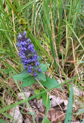 Ajuga genevensis / Genfer Günsel (03.06.2025; NSG Haarberg-Wasserberg; Landkreis Göppingen)