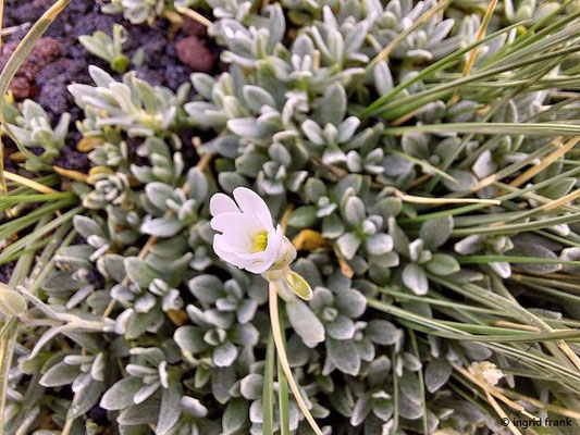 Cerastium tomentosum / Filziges Hornkraut  (28.09.2025; Sizilien, Ätna)