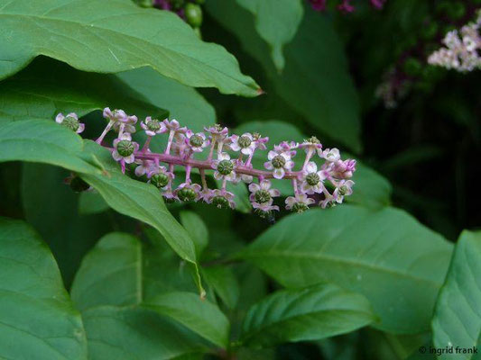 Phytolacca americana / Amerikanische Kermesbeere    VI-IX