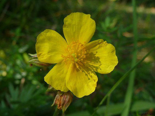 Helianthemum nummularium s.l.   (20.08.2011; Im Tal der Oberen Donau)