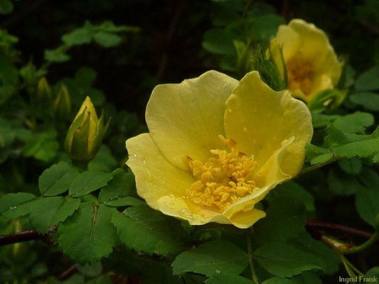 Rosa hugonis - Chinoldrose 