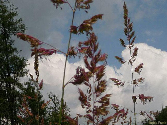 Phalaris arundinacea / Rohr-Glanzgras    (13.06.2013; bei Herdwangen im Dreieck der Naturräume Hegau / Oberschwäbisches Hügelland / Donau-Ablach-Platten)