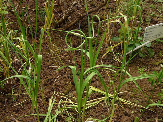 Allium sativum / Knoblauch   VII-VIII