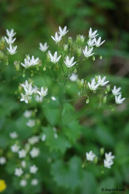 Saxifraga rotundifolia / Rundblättriger Steinbrech  