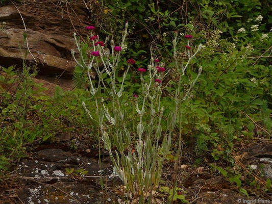 Lychnis coronaria / Kronen-Lichtnelke