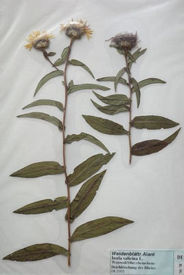 Inula salicina / Weidenblättriger Alant   (08/2005; Weisweil, Oberrheinebene)  (Herbarium Dr. Wolf von Thun)