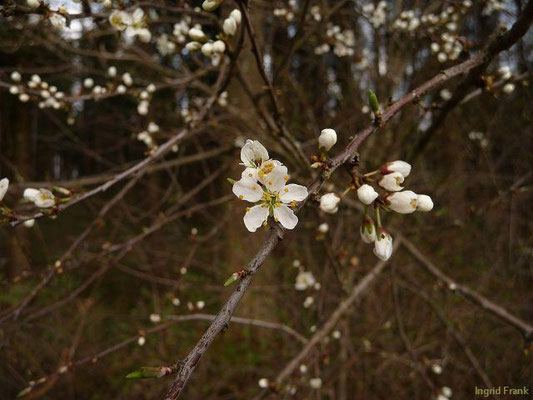 Prunus spinosa - Schlehe, Schwarzdorn