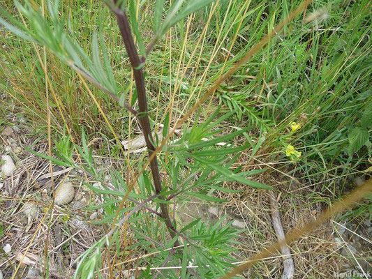 Artemisia verlotiorum - Kamtschatka-Beifuß ( IX-XI)