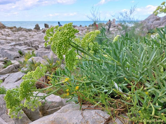 Crithmum maritimum / Gewöhnlicher Meerfenchel  (03.10.2025; Sizilien, Cefalú)