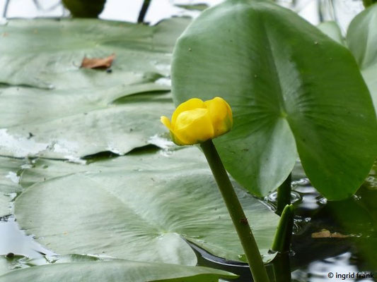 Nuphar lutea / Gelbe Teichrose
