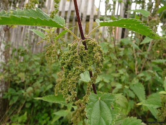 Urtica dioica / Große Brennnessel    VII-X