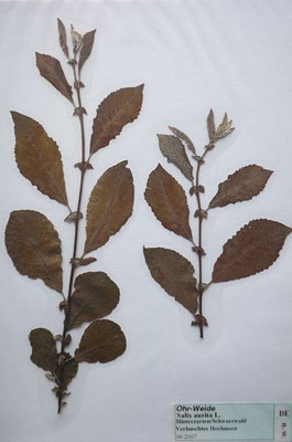 Salix aurita / Ohr-Weide    (Herbarium Dr. Wolf von Thun)