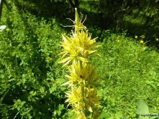 Gentiana lutea / Gelber Enzian