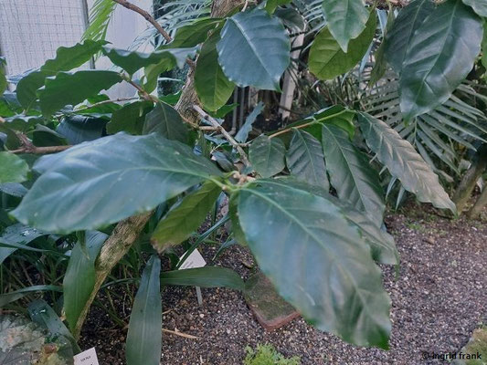 Coffea arabica / Kaffeestrauch (19.01.2025; Botanischer Garten Universität Heidelberg)