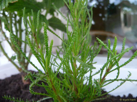 Santolina viridis - Olivenkraut