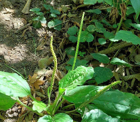 Plantago major / Breit-Wegerich