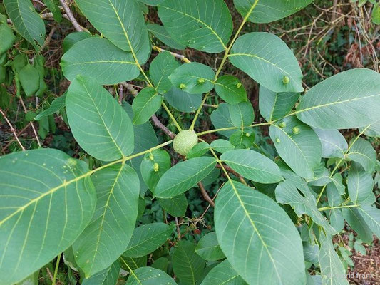Juglans regia / Echte Walnuss   (15.07.2023; NSG Sandhauser Düne, Pflege Schönau-Galgenberg)