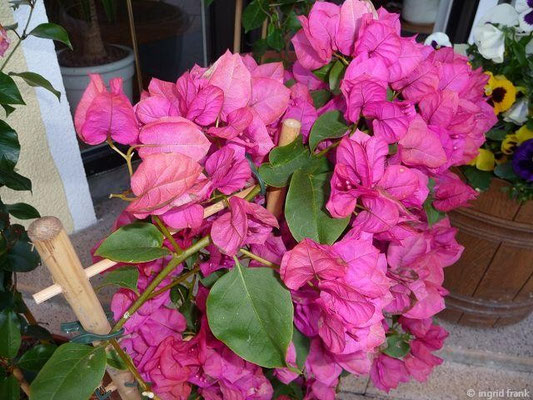 Bougainvillea
