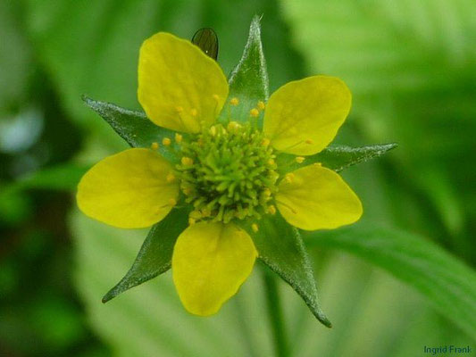 Geum urbanum - Echte Nelkwurz