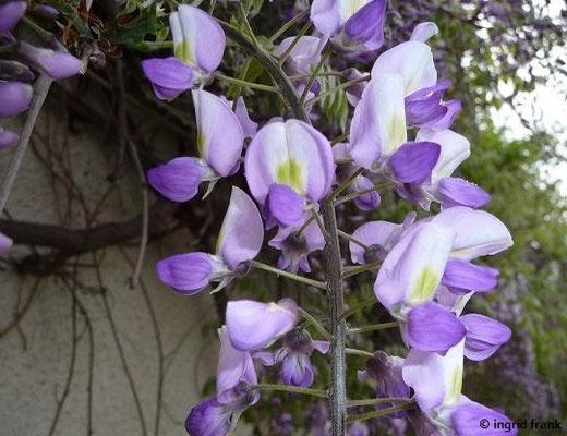 Wisteria sinensis / Glyzinie, Chinesischer Blauregen