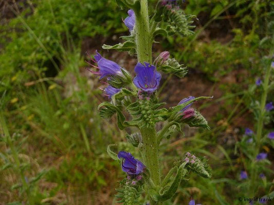 Echium spec. (40-60 Arten)