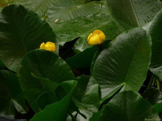 Nuphar spec. (14 Arten)