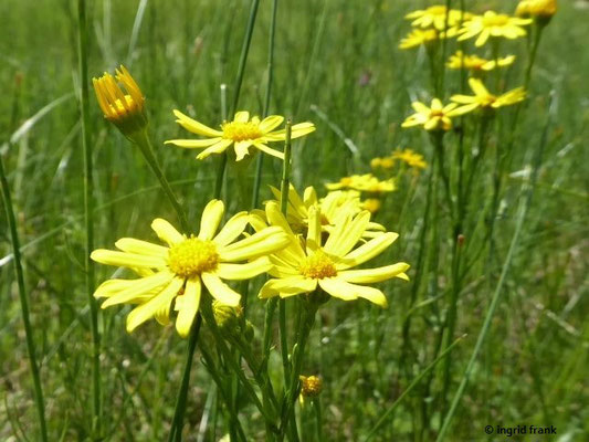 Senecio aquaticus - Wasser-Greiskraut