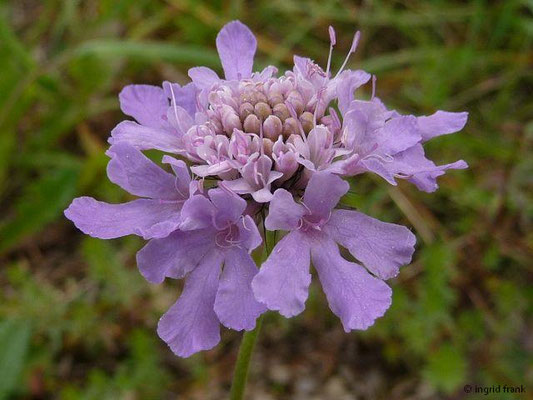 Scabiosa columbaria / Tauben-Skabiose