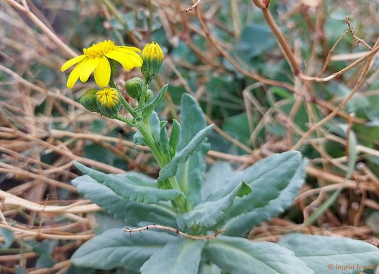 Senecio aethnensis / Ätna-Greiskraut  (28.09.2025; Ätna)