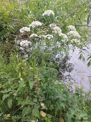 Heracleum sphondylium / Gewöhnlicher Bärenklau
