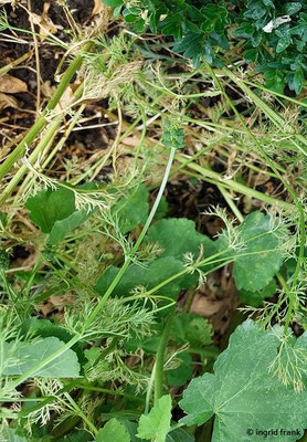Adonis annua / Herbst-Adonisröschen
