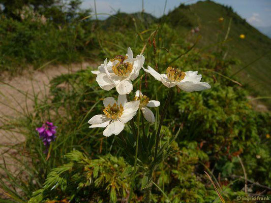 Anemonastrum narcissiflorum / Alpen-Berghähnlein