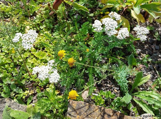 Achillea millefolium / Wiesen-Schafgarbe