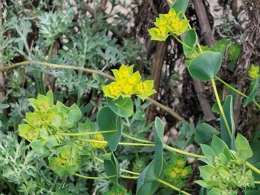 Bupleurum rotundifolium / Rundblättriges Hasenohr (14.08.2024; Eichstätt, Willibaldsburg, Bastionsgarten); in Baden-Württemberg vom Aussterben bedroht: 1