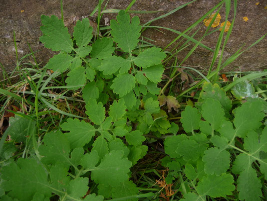 Chelidonium majus / Schöllkraut  (15.10.2011; Neuf-Brisach, Festungsmauer)