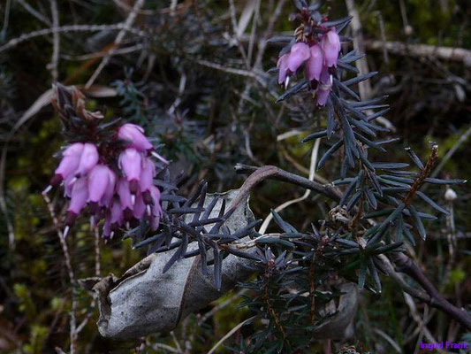 Erica carnea / Schnee-Heide
