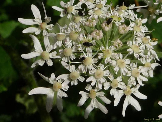 Heracleum sphondylium - Wiesen-Bärenklau