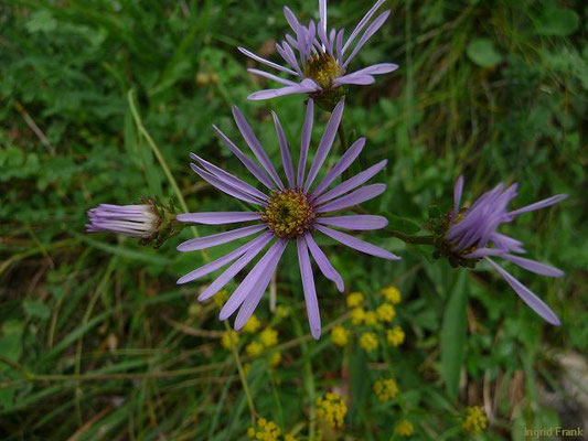 Aster spec. (180 Arten)